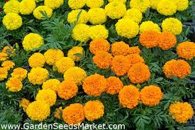 In alvarado, horchata de arroz is scented with flowers of the aztec marigold (cempasúchil or tagetes erecta). Mexican Marigold Dwarf Varieties Mix Aztec Marigold 135 Seeds Garden Seeds Market Free Shipping