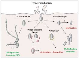 Check spelling or type a new query. Different Behaviors Of Internalized Salmonella The Majority Of Download Scientific Diagram