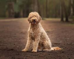 6 gorgeous labradoodle puppies for sale. Creamofbritish Australian Labradoodles