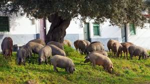 Risultati immagini per porco