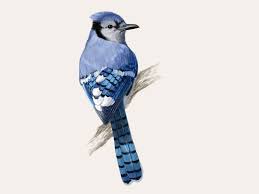 Birds That Look Like Blue Jays But Are Black Https Encrypted Tbn0 Gstatic Com Images Q Tbn 3aand9gcry Bjnkfrgt6elnfcbn16 Awdsxzoniumamw Usqp Cau