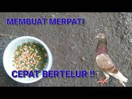 Tidak kekurangan darah sehingga pucat dan lemah; Cara Membuat Merpati Cepat Bertelur Youtube