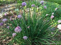 Today's organic garden pest control recipe is a great natural deterrent for those inconsiderate bugs in need an even stronger organic garden pest control option? Grow Chives For The Best Strawberries Tenth Acre Farm Garden Pests Vertical Herb Garden Garden Pest Control