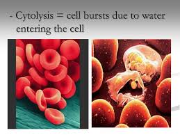 Osmosis (Biology): Definition, Examples, Reverse, Factors