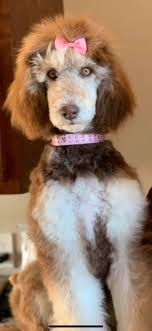 Silver Beige Phantom Poodle Poodle Puppy Standard Poodle Puppy Phantom Poodle