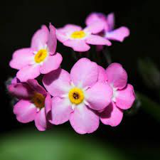 We did not find results for: Forget Me Not Rose Pink Seeds The Seed Collection