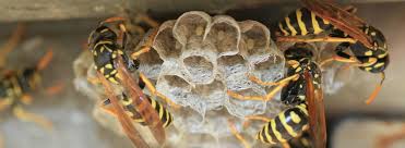 Wasps are a dangerous pest to have in your home, bringing the risk of painful stings. How To Get Rid Of Wasps Nests Western Exterminator