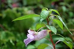 Image result for Impatiens psychadelphoides