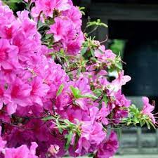 National Plant Network 2 25 Gal Azalea Karen S Flowering Shrub With Purple Blooms Hd7041 The Home Depot Azaleas Landscaping Flowering Shrubs Azaleas