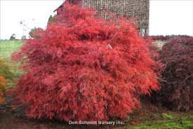 Total beginner looking for advice, $40 for this japanese maple. Acer Palmatum Var Dissectum Baldsmith Wholesale Nursery Supplies Plant Growers In Oregon Nursery Guide