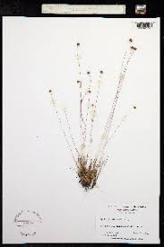 Image result for Xyris obscura