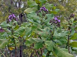 Image result for Wigandia urens