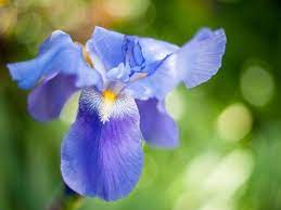 Maybe you would like to learn more about one of these? Top 55 Beautiful Types Of Blue Flowers With Names And Pictures Florgeous