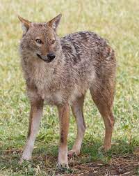 Hinduism associates the jackal with kali, the goddess of death and destruction. Golden Jackal Wikipedia