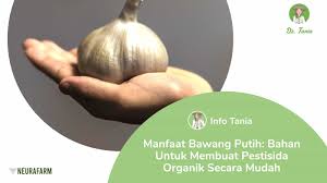 Oktober 15, 2020 oleh admin. Manfaat Bawang Putih Bahan Untuk Membuat Pestisida Organik Secara Mudah