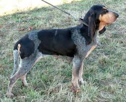 Image result for malý modrý gaskoňský honič