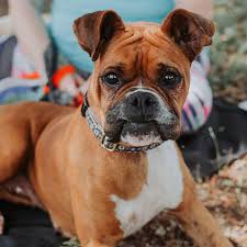 Report fraud, suspicious activity and phishing. North Texas Boxer Rescue Home Facebook