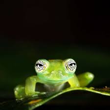 Image result for glass frog