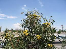A few days after the temporary was fitted, my gums became inflamed and sore. Eucalyptus Erythrocory Red Cap Gum Australian Outback Plants Native Plant Nursery Usa