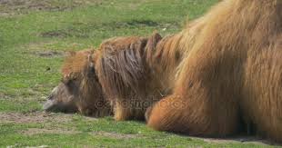 Are you looking for free camel lying down templates? Sad Bactrian Camel Puts Head Down To Ground Lying Down On A Meadow Even Toed Ungulate Animal Excursion To The Zoo Sunny Day Camels Are Grazing On A Grass Video By C