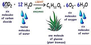 Carbon dioxide and water ⇒ sugars and oxygen. What Are The Equations For Photosynthesis And Respiration Quora