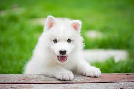 150 Wonderful Names For White Dogs And Puppies