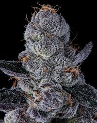 Face Twister - Jokerz Revenge x Super Runtz | Cannabis Seeds