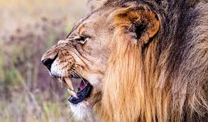 Cecil, a famous male lion, and his pride in hwange national park in november 2012. Lion Sanctuary Updated 2021 Conservation Volunteer Volunteer World