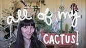 Silverthorn ranch nursery 1826 s. Treasures In A Greenhouse Rojas Succulents And Cactus Nursery Part 1 Plant Shopping Youtube