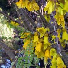 Image result for Acacia montigena