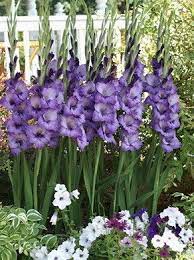 Allium Ampeloprasum Spanish Allium Gladiolus Flower Flower Garden Gladiolus