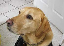 It is our commitment to provide quality veterinary care throughout the life of your pet. Pet Health Clinic Home Facebook