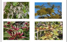 Image result for Tapinanthus