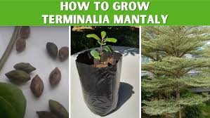 Image result for Terminalia mantaly