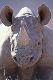 Ap 135d / 150p apcr 135d / 194p he 175d / 38p. Sudafrika Meldet Rekord Nashorn Wilderei Nimmt Dramatisch Zu