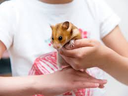 The editors of publications international, ltd. Four Low Maintenance Pets For Children