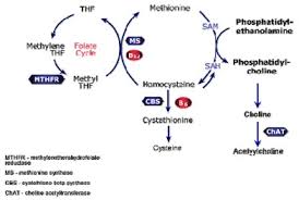 Methylation And Homocysteine