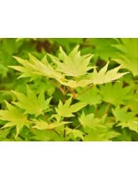 Sorry, but we currently don't have an image for acer shir. Acer Shirasawanum Jordan