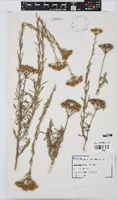 Image result for Athroisma stuhlmannii