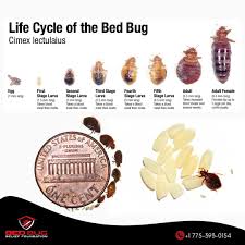 Image result for bed bugs eggs