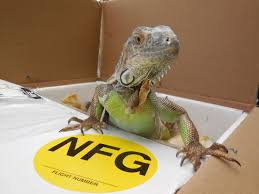 Traveling with a Reptile – The Iguana Whisperer