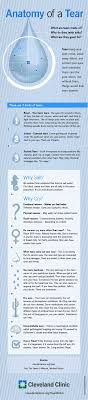 Anatomy Of A Tear Eye Facts Medical Facts Anatomy