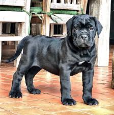 Find cane corso puppies and breeders in your area and helpful cane corso information. Drae Cane Corso Puppies For Sale And Adoption Near Me Home Facebook