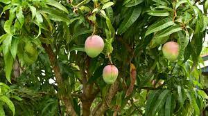 There's a reason why mango is the king of fruits! This Is The Easiest Way To Grow Mango Trees Gardeningetc