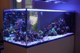 We did not find results for: Build Thread Mikedb S 140 Gallon Peninsula Reef2reef Saltwater And Reef Aquarium Forum