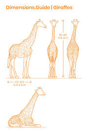 Giraffe is the tallest animal in the world. Giraffes Giraffe Giraffe Illustration Giraffe Drawing