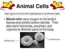 Check spelling or type a new query. Plant And Animal Cell Notes Notes