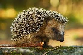 Pin Von Joy Wood Auf Igel Igel Im Garten Tiere Saugetiere