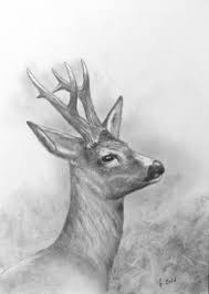 Geweihtrager Jagdmaler Thomas Bold Zeichnungen Tiere Geweihtrager Hirsch Zeichnung