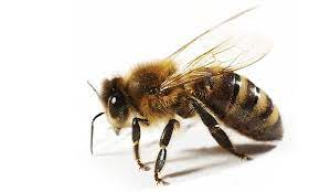 Live bee removal and live bee hive removal are more important today than ever. Live Bee Removal We Save Bees